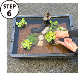 STEP6