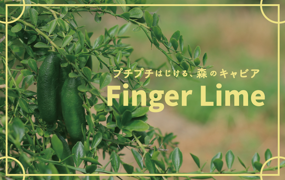 Finger Lime プチプチはじける、森のキャビア