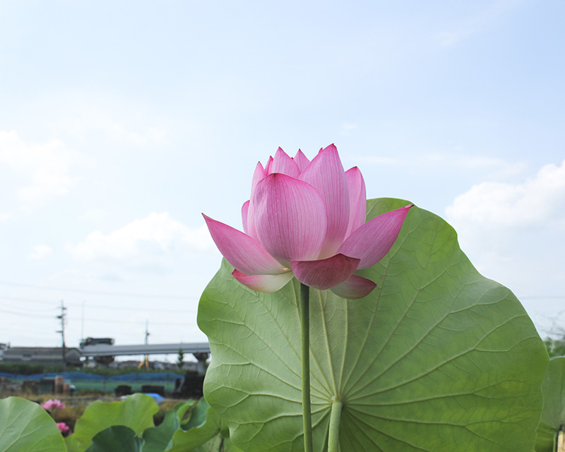 蓮イメージ画像