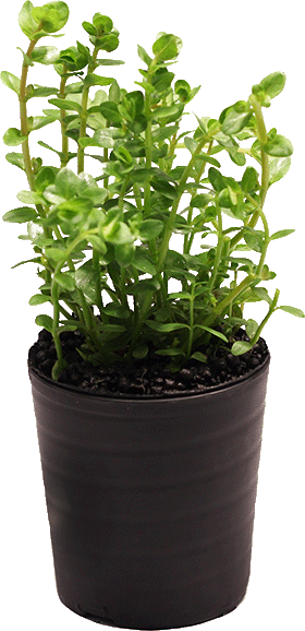 グリーンロタラ