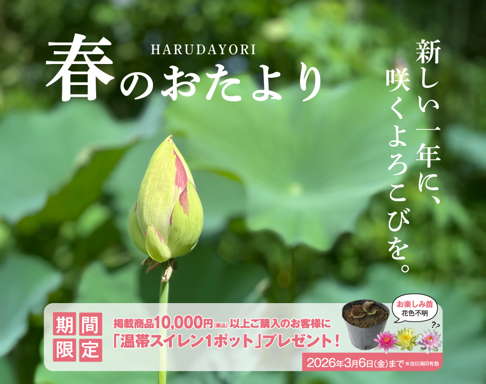 春のおたよりvol.1ヘッダー