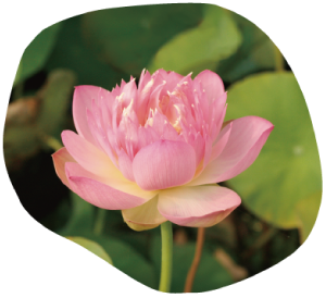 has-124俏英イメージ