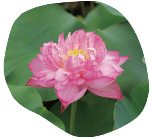 has-138驚艷イメージ