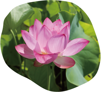 has-209浄台蓮イメージ