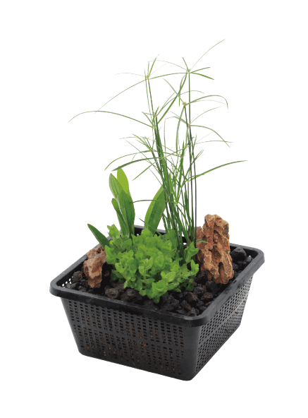 フレッシュ水草の2種植えアレンジ（ベニチガヤ/ミズユキノシタ）