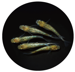 姫立金花乃舞画像