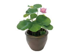 目次topics1_ハスイメージ