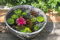 目次topics2_スイレンイメージ