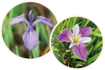 目次topics3_カキツバタとルイジアナアイリスのイメージ