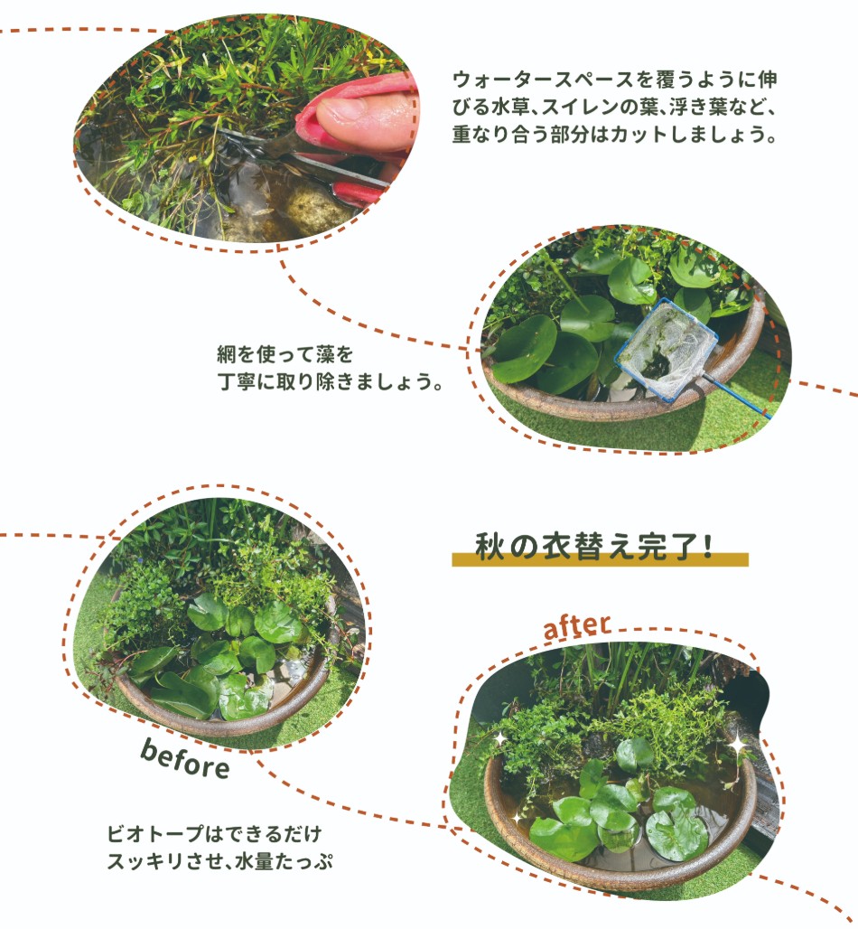 刈込ポイント鉢植えの場合