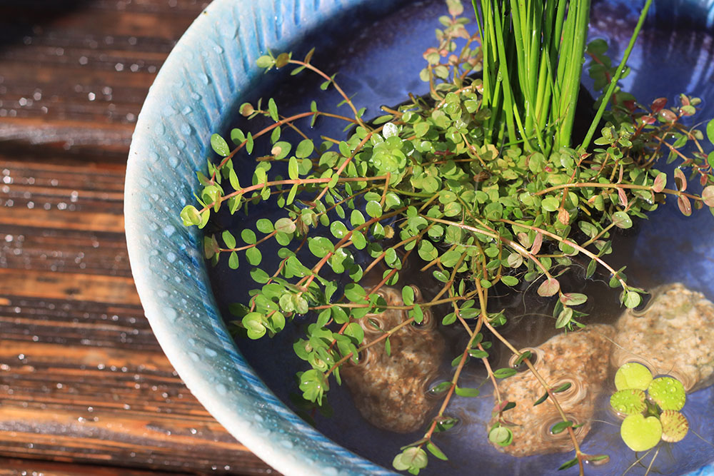 水草寄せ植えを沈めたビオトープ鉢イメージ