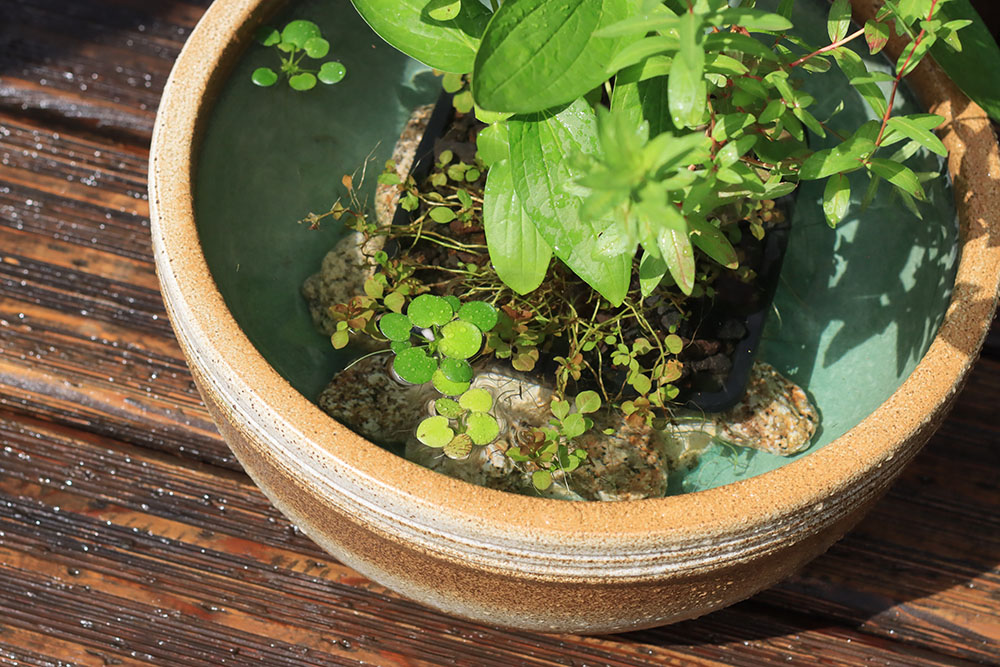 水草寄せ植えを沈めたビオトープ鉢イメージ
