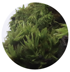 苔の画像