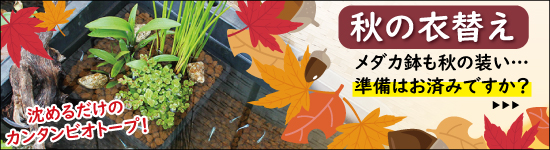 秋の衣替え寄せ植え特集