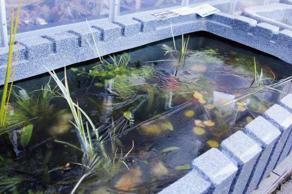 ビオトープの水面凍結した様子