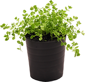 ラージパールグラス