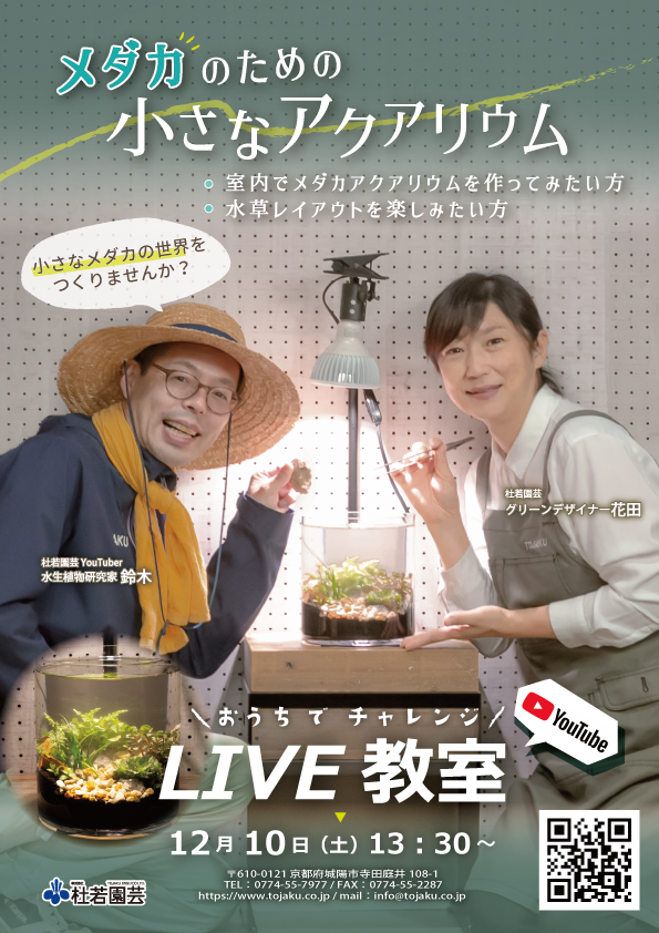 メダカのための小さなアクアリウム