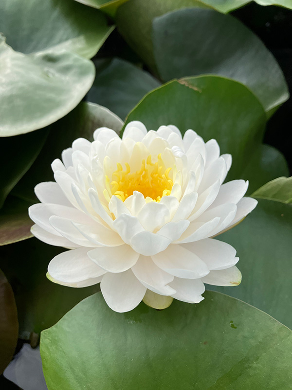 マリカ開花イメージ