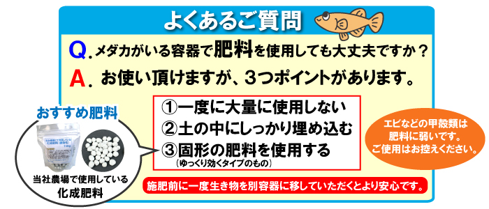 杜若園芸　とじゃくえんげい　メダカのよくあるご質問