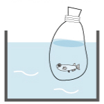 メダカの水合わせ