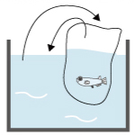 メダカの水合わせ