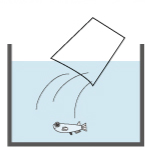 メダカの水合わせ