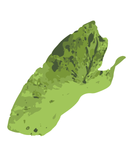 モヒート葉イラスト