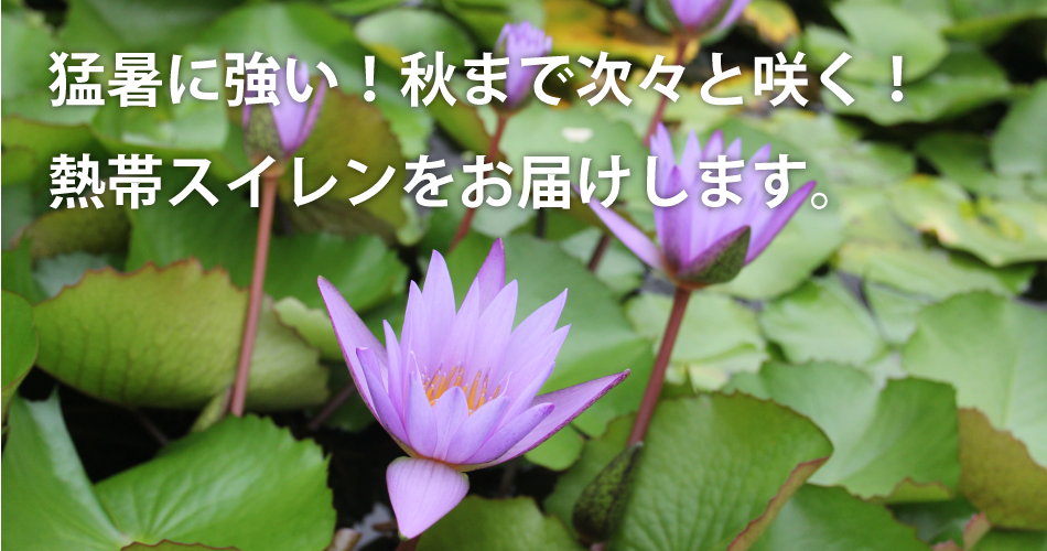 猛暑に強い！秋まで次々と咲く！熱帯スイレンをお届けします。