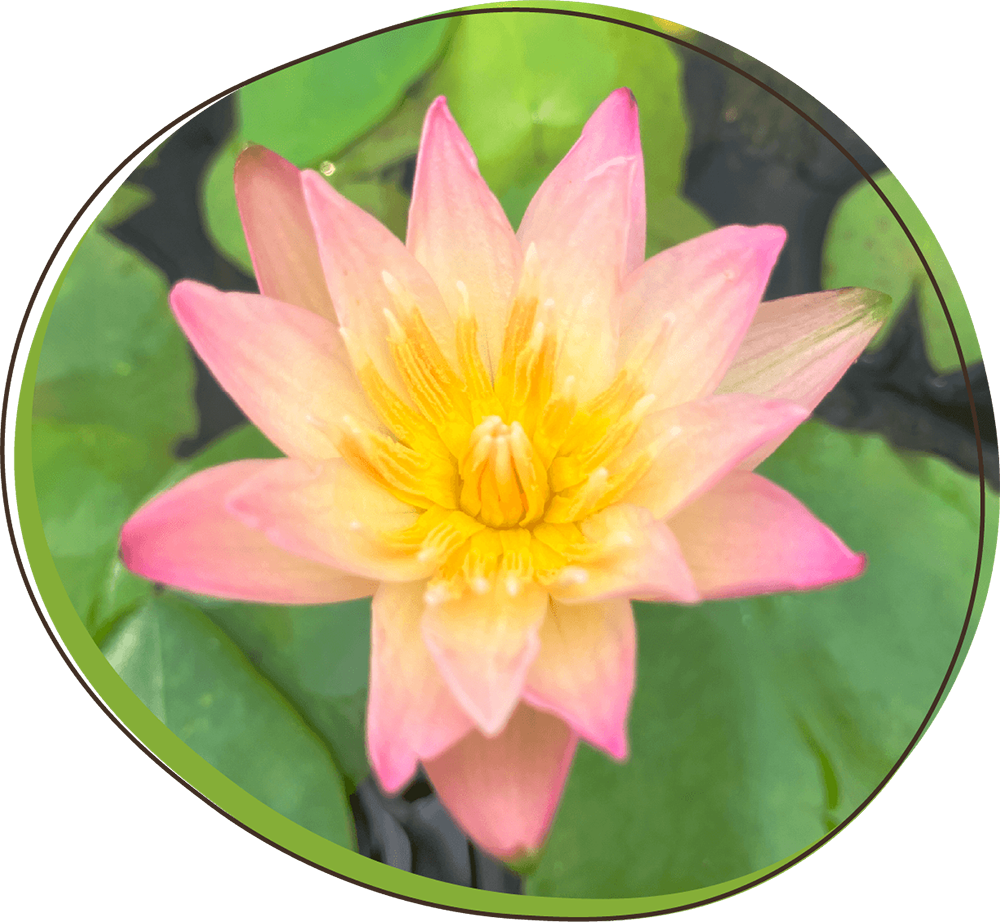 ソンブンラープ写真