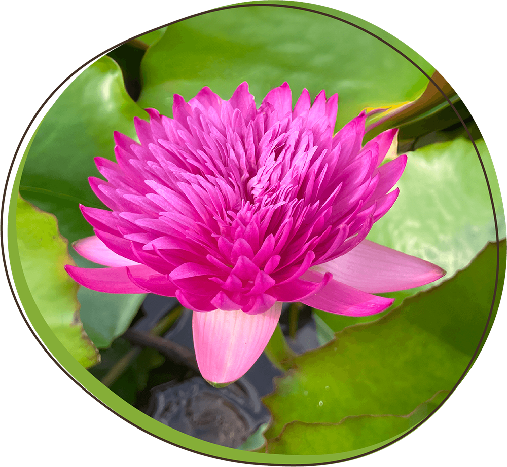 プッタラクサー写真