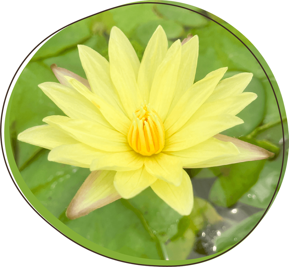 サシラープ写真