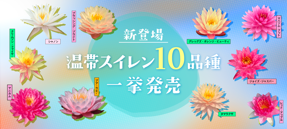トップバナー