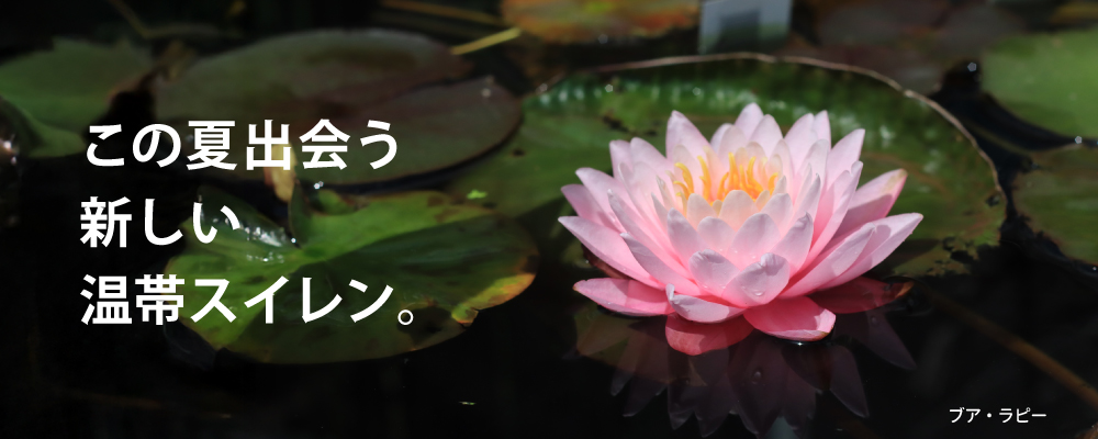 ボトムバナー