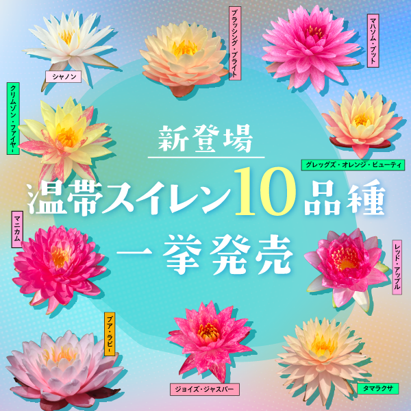 new_waterlily_10colection_squarebaner.png