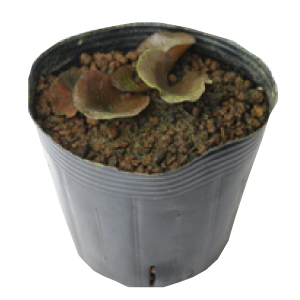 お楽しみ温帯スイレン12cmポット