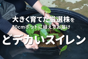 どデカいスイレン