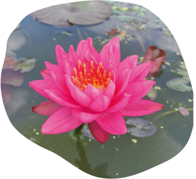 onsu-191_bankokpinkバンコクピンクイメージ