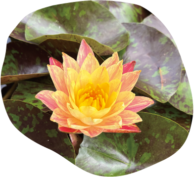 onsu-194_siamfantasyサイアムファンタジーイメージ