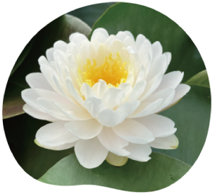 温帯睡蓮マリカ