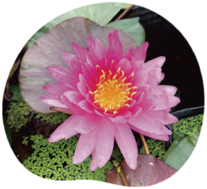 onsu-198 バンコクミラクル