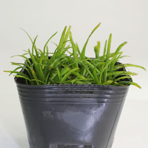 ピグミーチェーンサジタリア