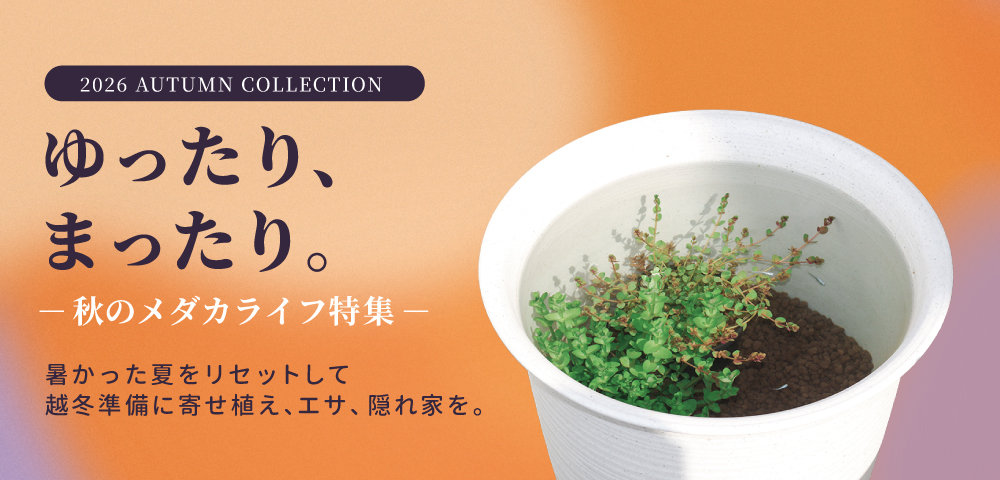 ゆったり、まったり。～秋のメダカライフ特集～