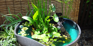 メダカ・生体イメージ