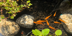 メダカ・生体イメージ