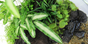 テラリウムイメージ