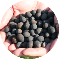 オリジナル商品