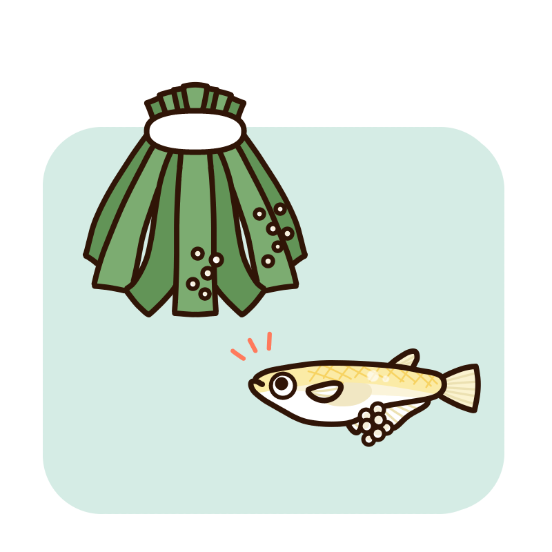 メダカの産卵床