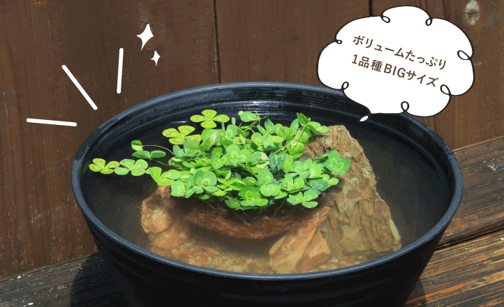 産ランランドBIG一種植えイメージ