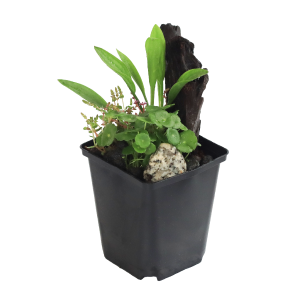 角ポット3種寄せ植え