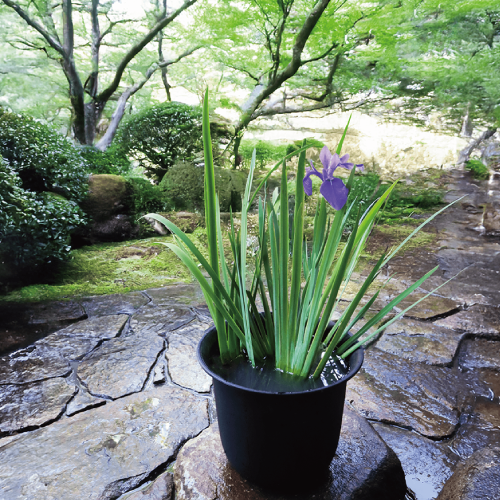 set-1050イメージ